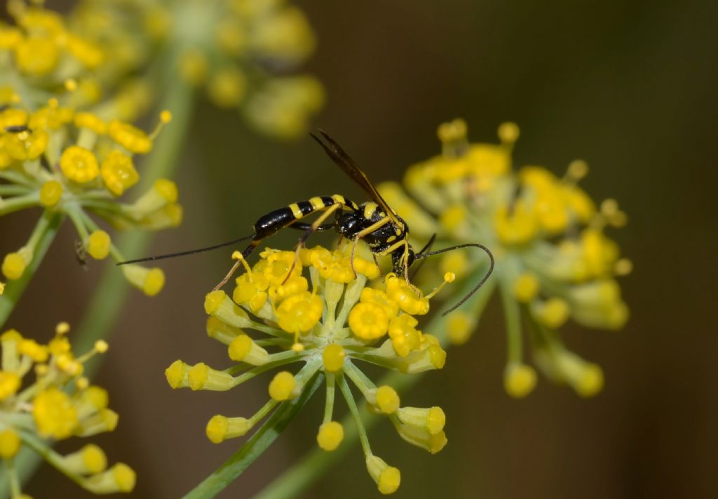 femmina di Syzeuctus sp. (Ichneumonidae Banchinae).